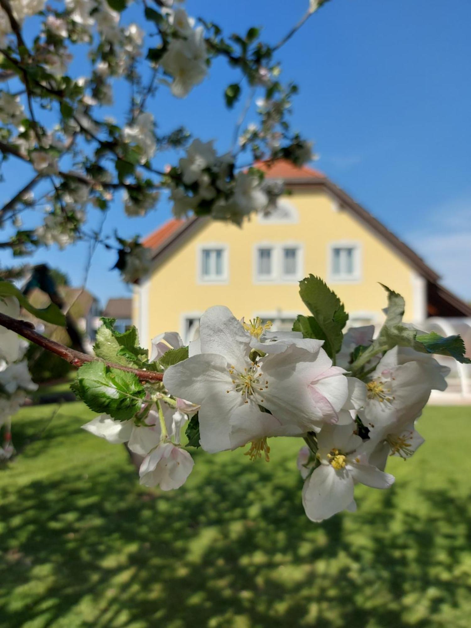 Hotel Gaestehaus Familie Trachsler Rohrendorf bei Krems Zewnętrze zdjęcie