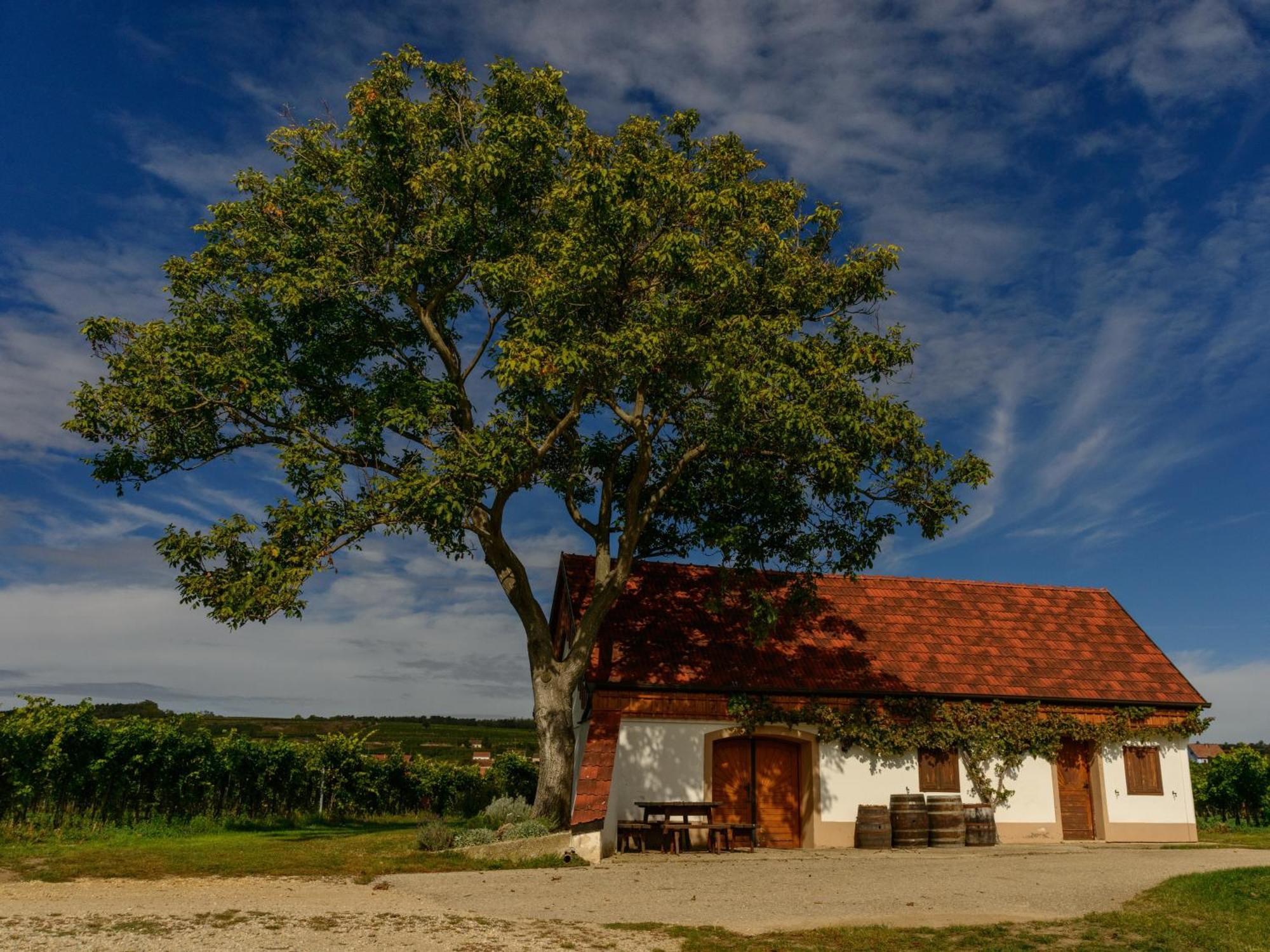 Hotel Gaestehaus Familie Trachsler Rohrendorf bei Krems Zewnętrze zdjęcie